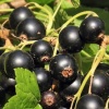 Смородина черная Волшебница (средний сорт) С3