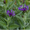 Василек горный (Centaurea montana) С2 ГлХ/26