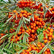 Основное изображение товара