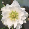 Морозник восточный (Нelleborus orientalis) Дабл Вайт С2 ГлХ/26
