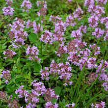 Основное изображение товара