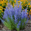 Перовския гибридная (Perovskia аtriplicifolia) Блю Стил С2 ГлХ/26