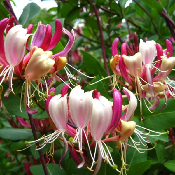 Основное изображение товара