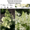 Гортензия метельчатая (Hydrangea paniculata) Меджикал Гималаи Р9 СП/25