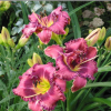 Лилейник (Hemerocallis) Форготтен Дримс С3 ГлХ/26