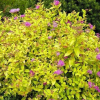 Спирея японская (Spiraea japonica) Голдмаунд   С3 СП/24