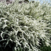 Спирея ниппонская (Spiraea nipponica) Сноумаунд С3 СП/25