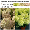 Гортензия метельчатая (Hydrangea paniculata) Гарденлайт XS-Лайт 2-3вет ОКС СП/25