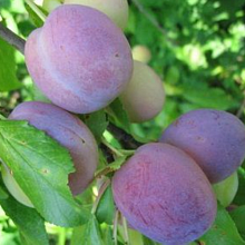 Основное изображение товара