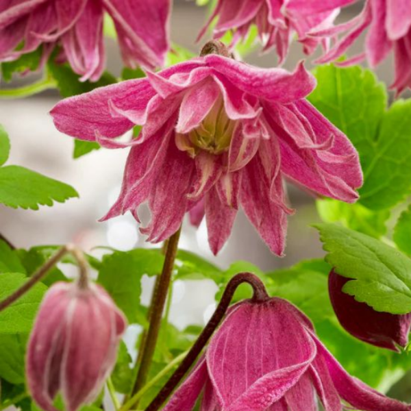 Основное изображение товара