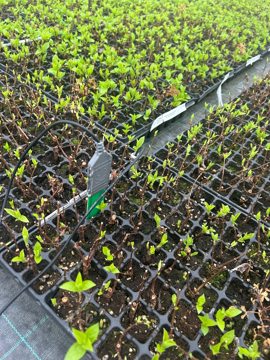 Весна в наших теплицах