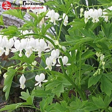 Основное изображение товара