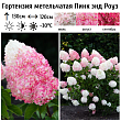 Гортензия метельчатая 