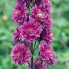 Дельфиниум (Delphinium) Хайлендер Фламенко С3 ГлХ/26