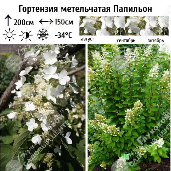 Гортензия метельчатая "Папильон" на фото