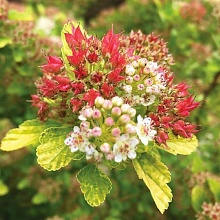 Основное изображение товара