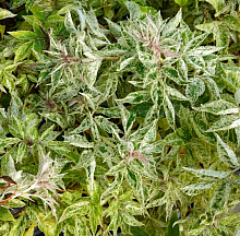 Основное изображение товара