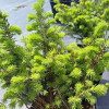 Ель сербская (Picea omorica) Карел 25-30 С3 НКк/26