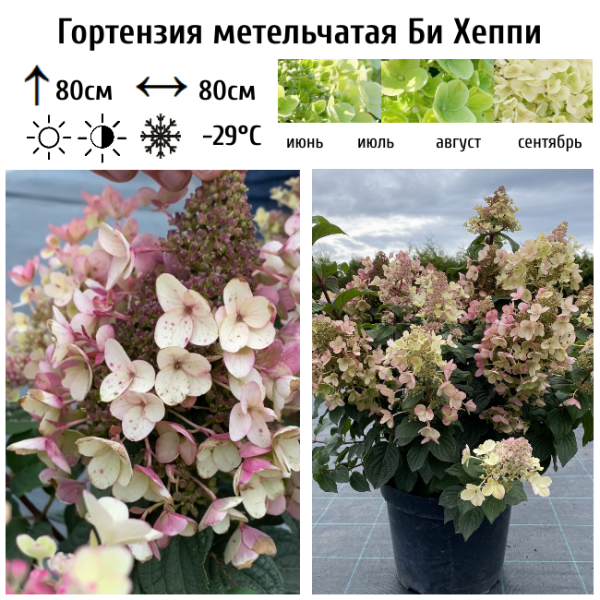 Основное изображение товара