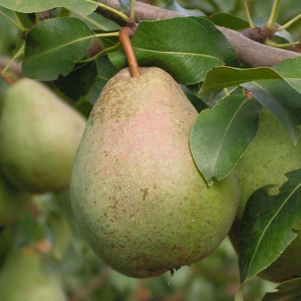 Основное изображение товара