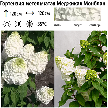 Основное изображение товара