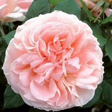 Основное изображение товара