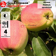 Яблоня Кандиль орловский (зимний сорт)