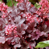 Гейхера гибридная (Heuchera x hybrida) Милан С2 СП/25