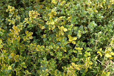 Тимьян лимоннопахнущий 